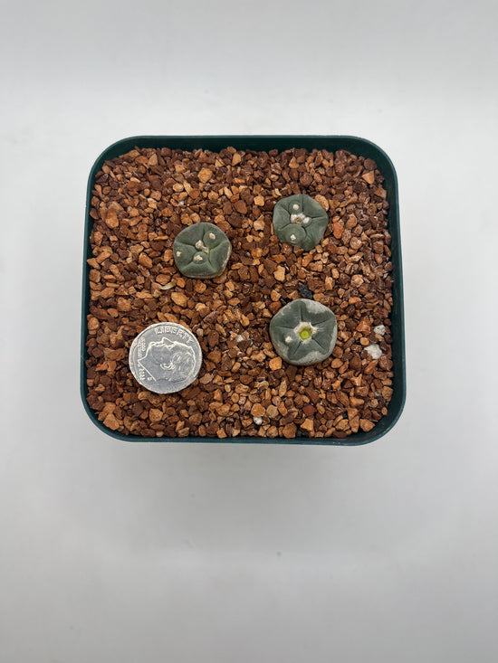 L. alberto-vojtechii (3 pack)