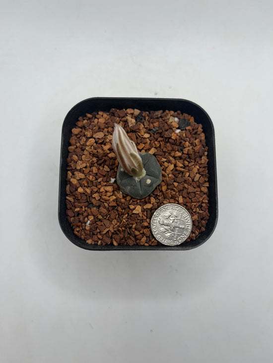 L. alberto-vojtechii