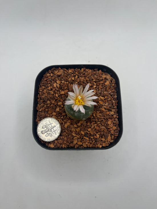 L. alberto-vojtechii