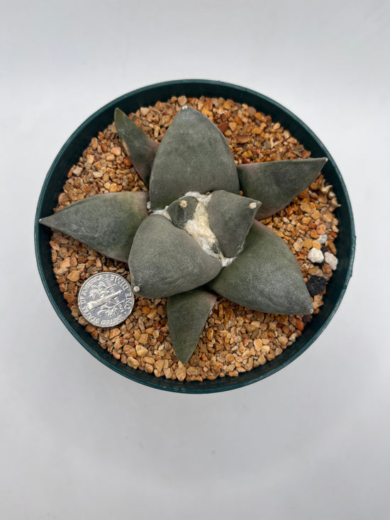 Ariocarpus Retusus