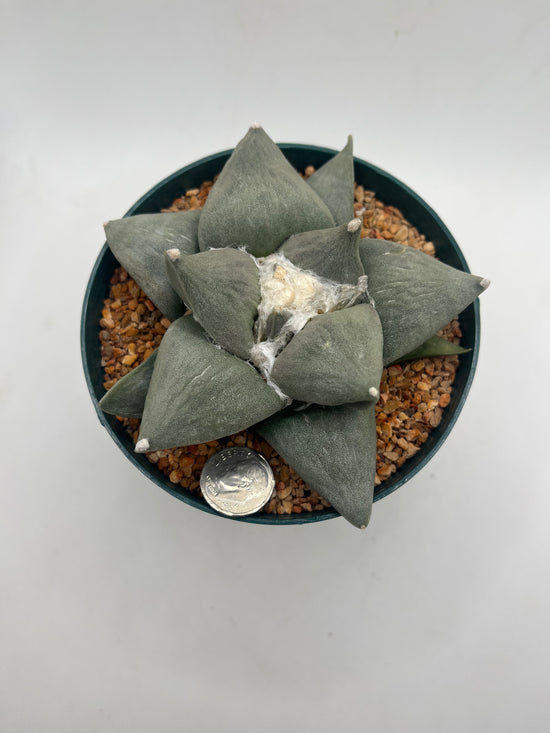 Ariocarpus Retusus