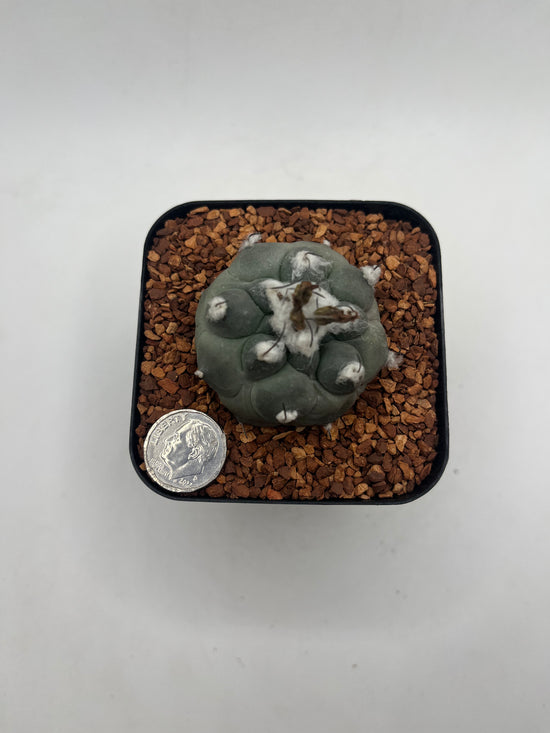 Turbinicarpus lophophoroides × jauernigii