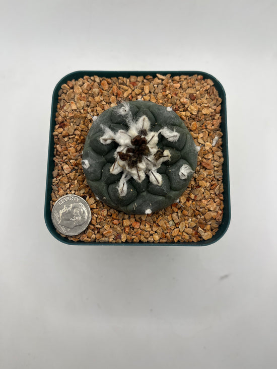 turbinicarpus jauernigii