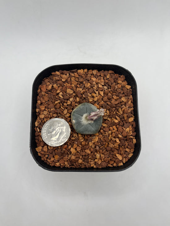 L. alberto-vojtechii