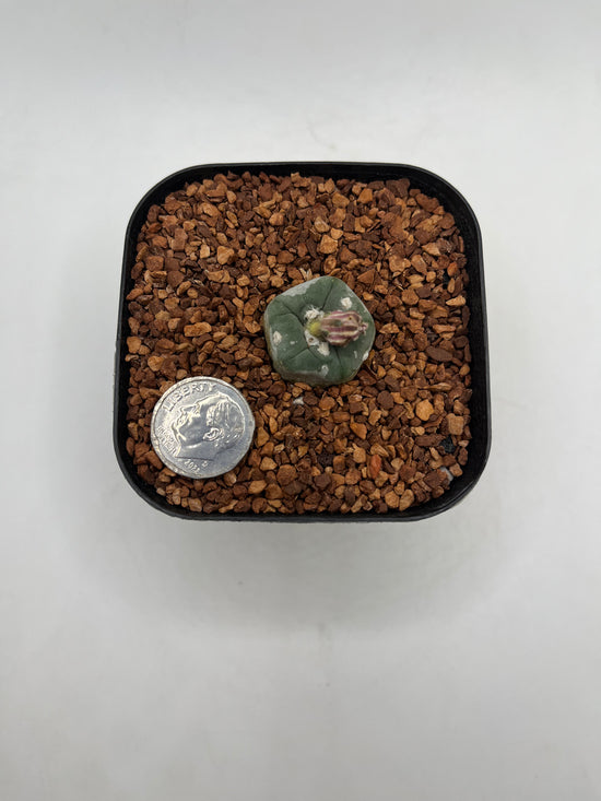 L. alberto-vojtechii