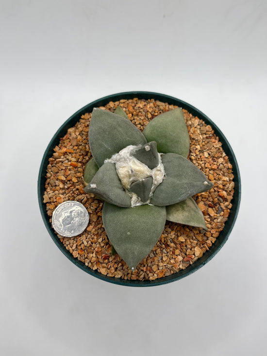 Ariocarpus Retusus