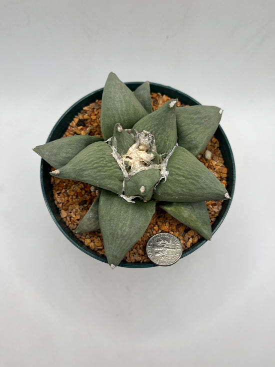 Ariocarpus Retusus