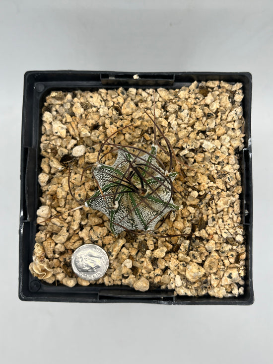 ASTROPHYTUM CAPRICORNE