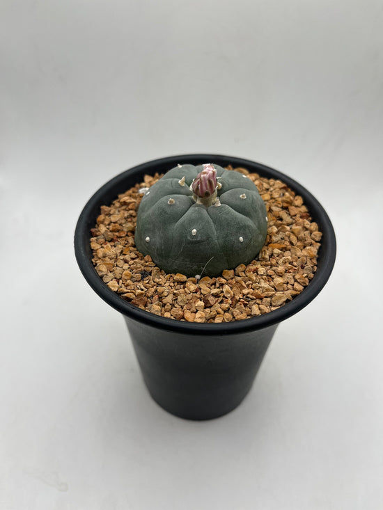 LW Texana (minor sunburn)