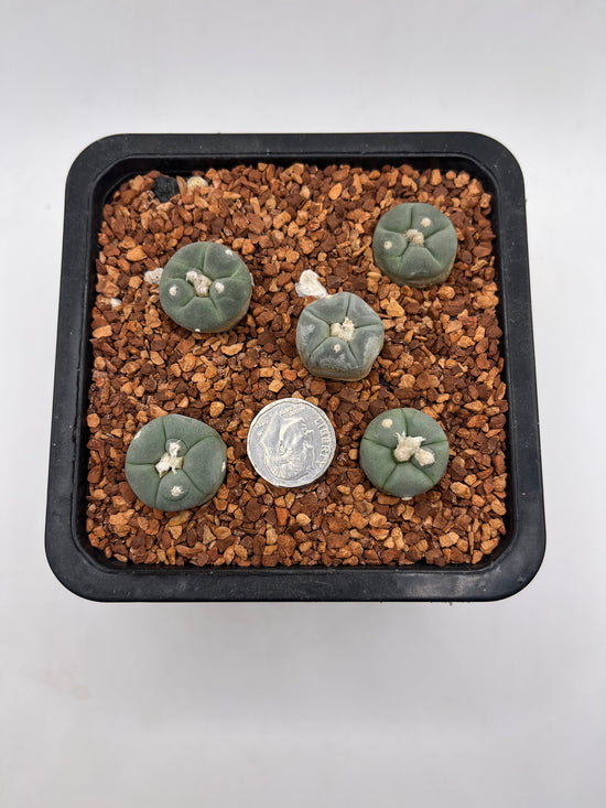 L. alberto-vojtechii (5 pack)