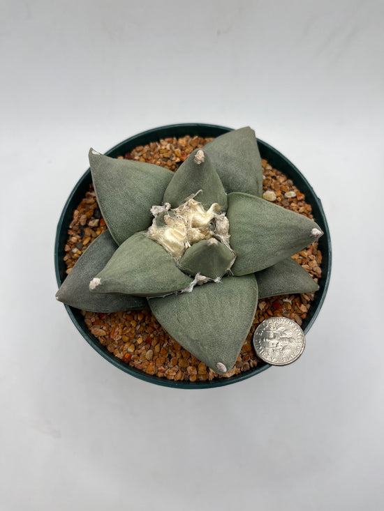Ariocarpus Retusus