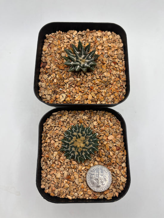 A. KOTSCHOUBEYANUS 2 pack