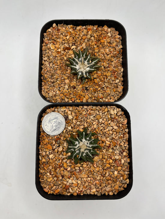 A. KOTSCHOUBEYANUS VAR ELAPHANTIDENS 2 pack