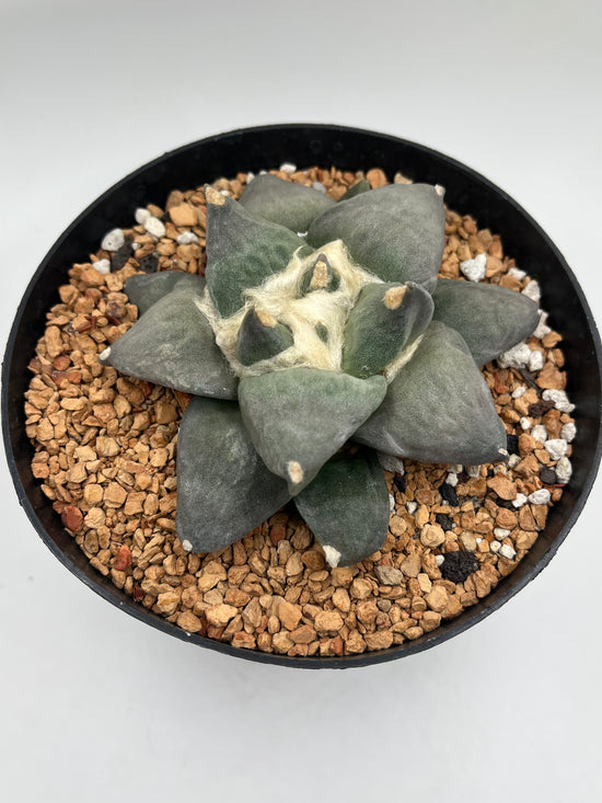 Ariocarpus Retusus