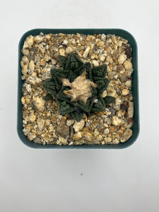 Ariocarpus hintonii