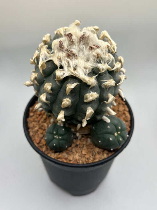 Button Cactus (4 Pups)