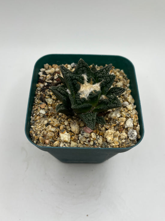 Ariocarpus hintonii