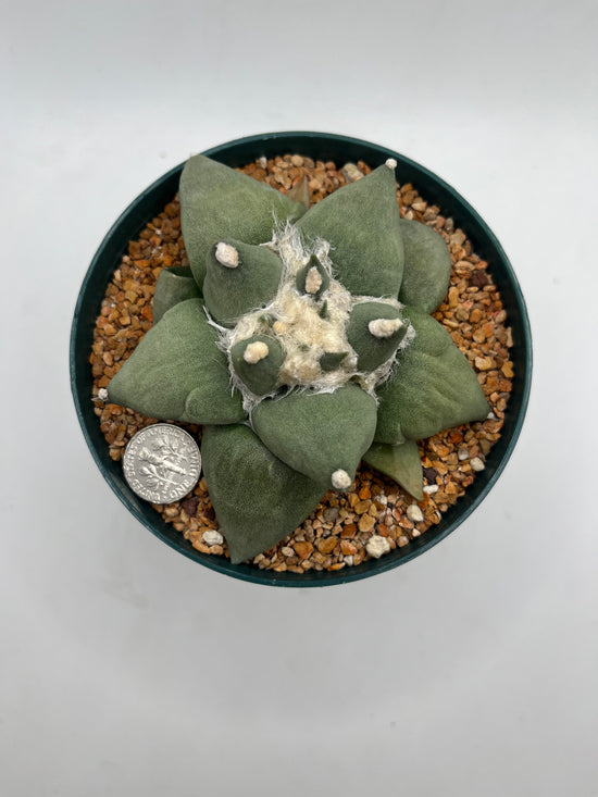 Ariocarpus Retusus