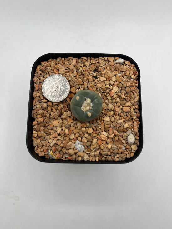 L. alberto-vojtechii