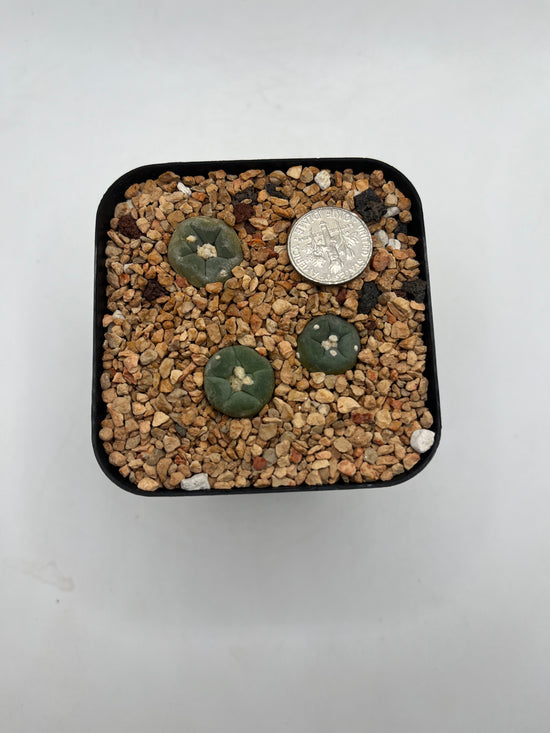 L. alberto-vojtechii (3 pack)