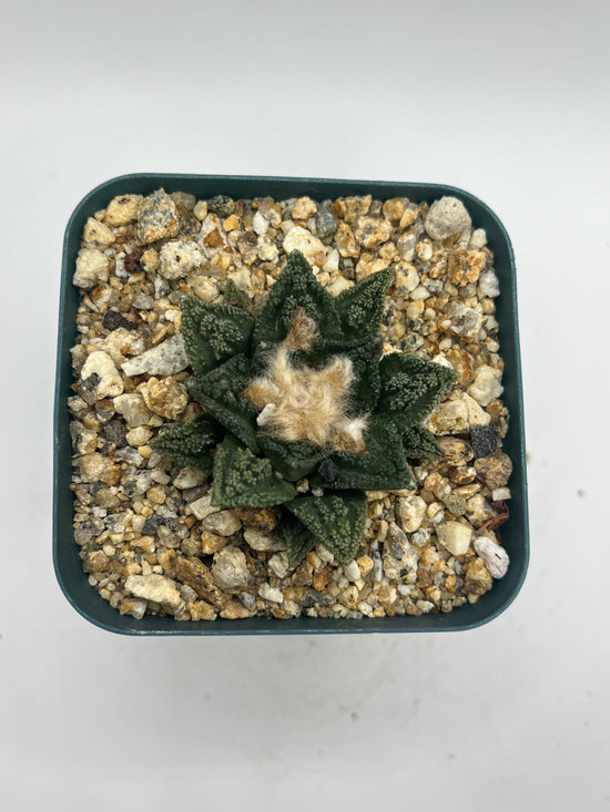 Ariocarpus hintonii
