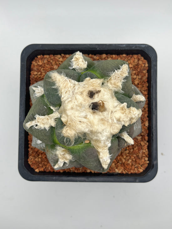 Ariocarpus lloydii