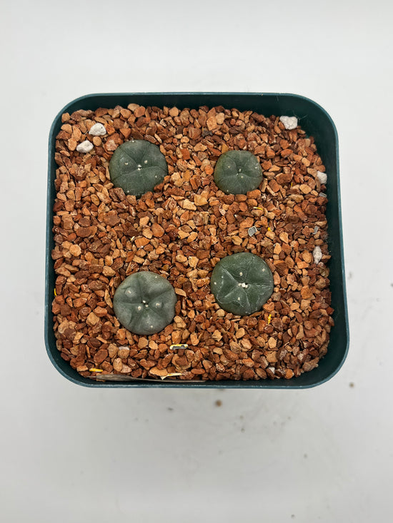 Button cactus (4 pack)