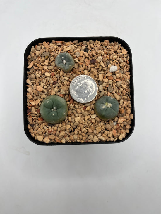 L. alberto-vojtechii (3 pack)