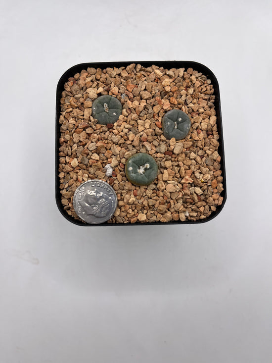 L. alberto-vojtechii (3 pack)