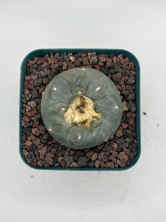 Button Cactus