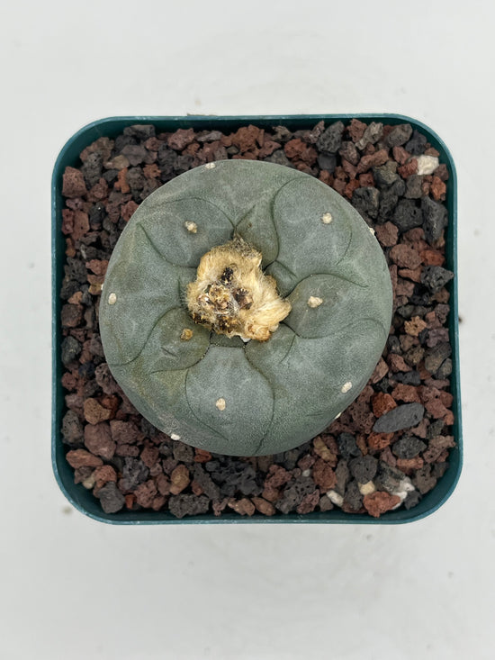 Button Cactus