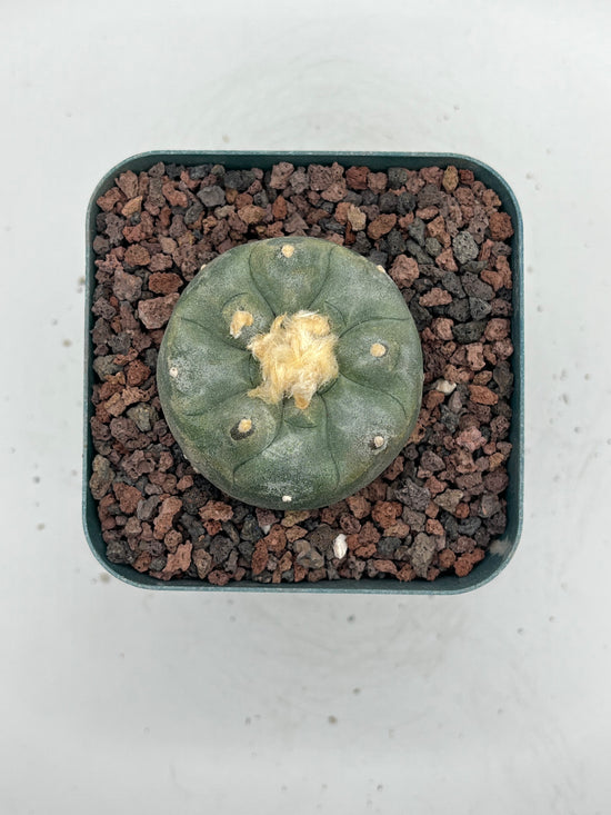 Button Cactus