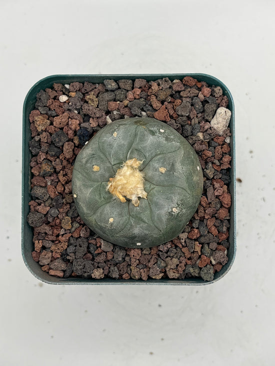 Button Cactus