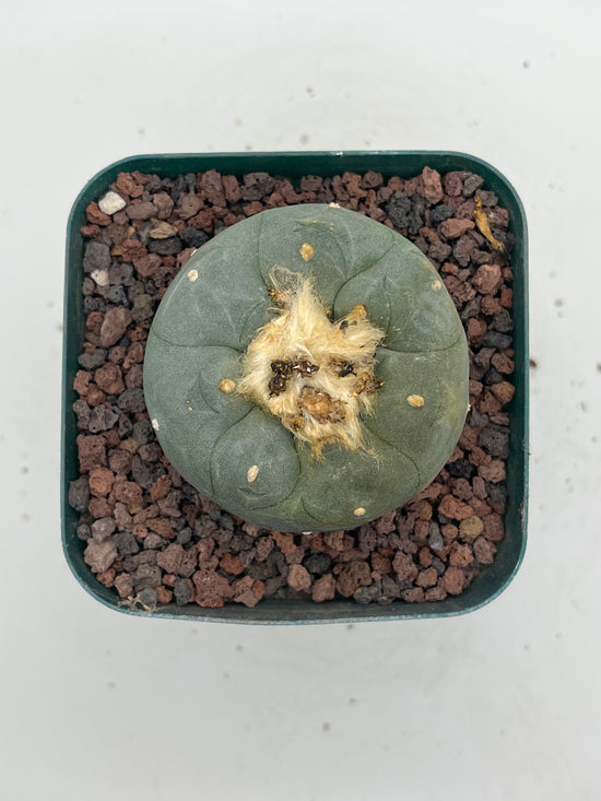 Button Cactus