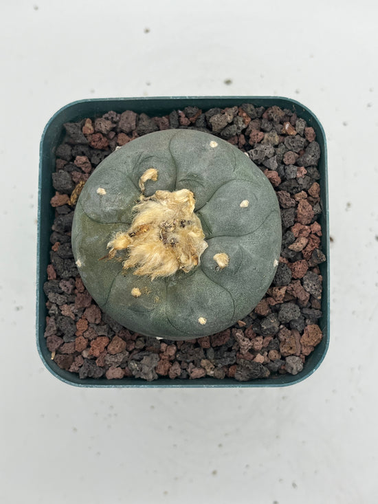 Button Cactus