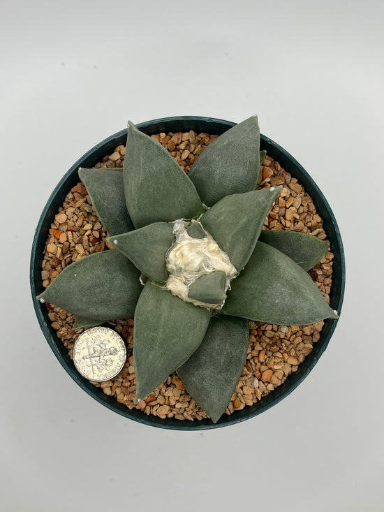 Ariocarpus Retusus