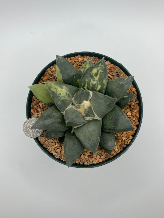 Variegated Ariocarpus Retusus