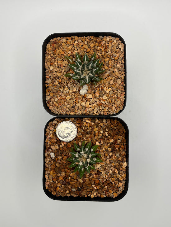 A. KOTSCHOUBEYANUS VAR ELAPHANTIDENS 2 pack