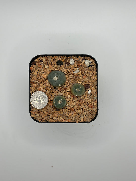 L. alberto-vojtechii (3 pack)