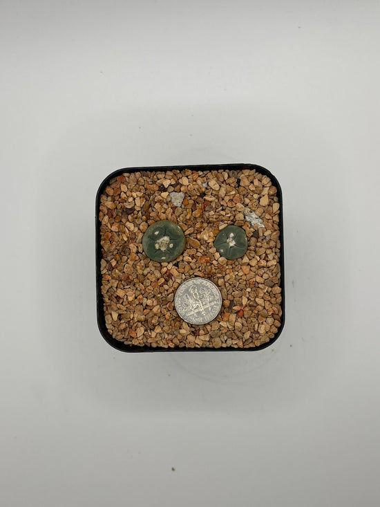 L. alberto-vojtechii 2 pack