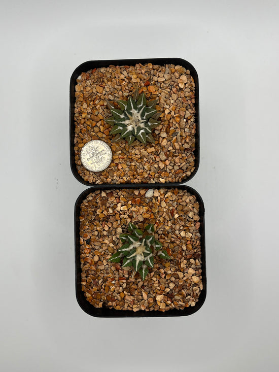 A. KOTSCHOUBEYANUS VAR ELAPHANTIDENS 2 pack