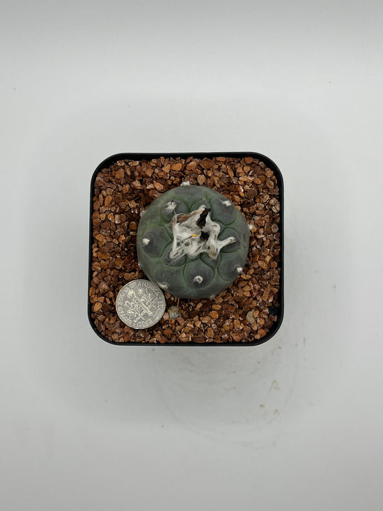 Turbinicarpus lophophoroides × jauernigii