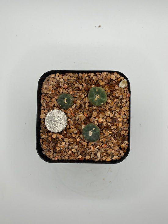 L. alberto-vojtechii (3 pack)