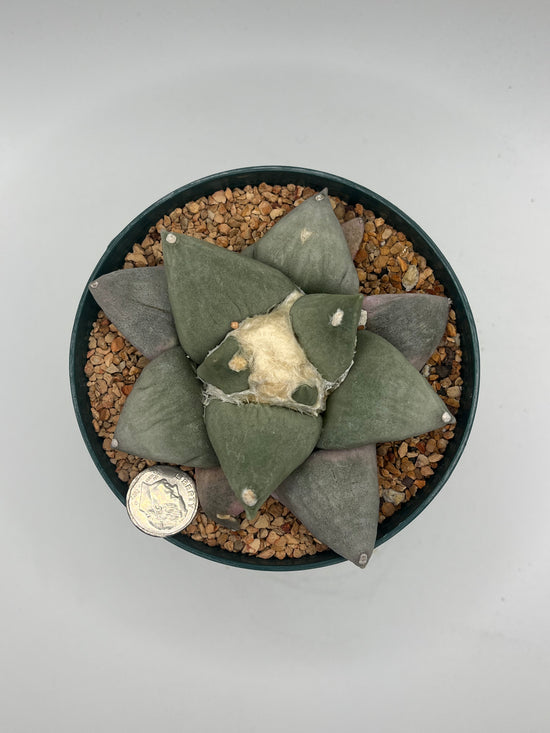 Ariocarpus Retusus