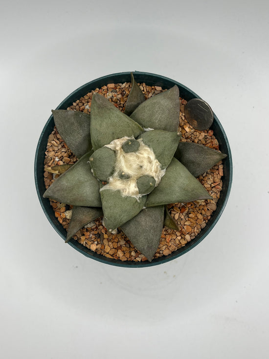 Ariocarpus Retusus