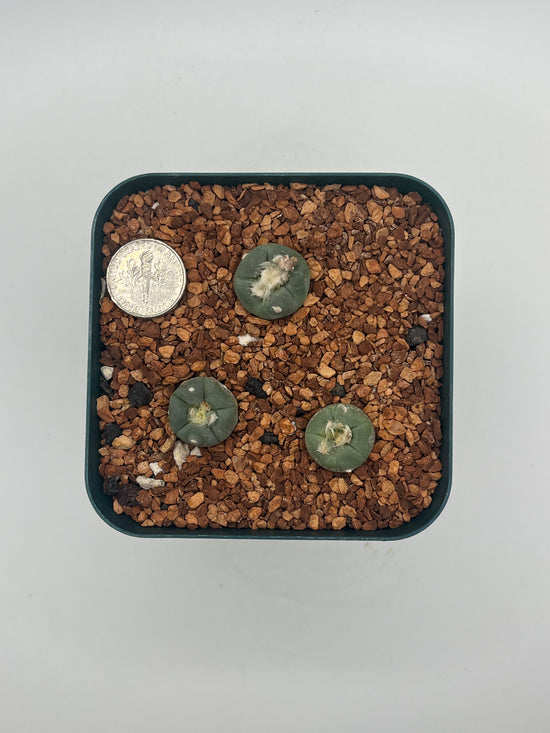 L. alberto-vojtechii (3 pack)