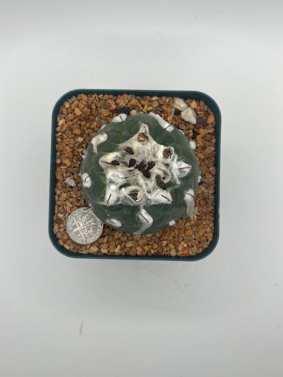 turbinicarpus jauernigii