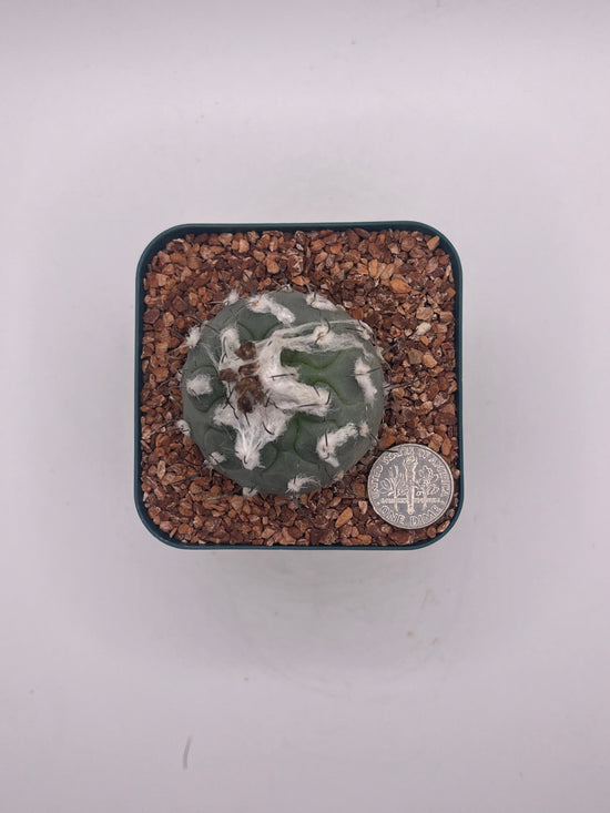 Turbinicarpus lophophoroides × jauernigii