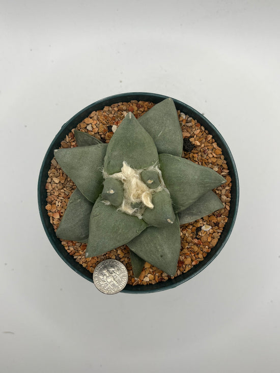 Ariocarpus Retusus