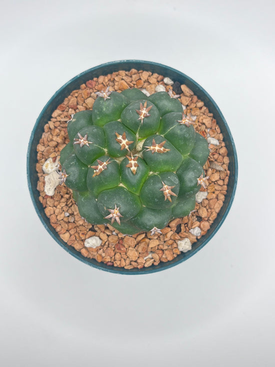 Coryphantha elephantidens cv. Titan